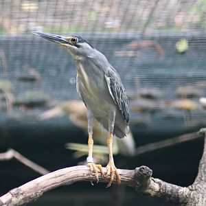 Striated heron (Butorides striata)