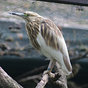 Malagasy pond heron (Ardeola idae)