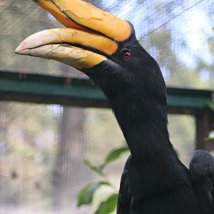 Rhinoceros hornbill (Buceros rhinoceros)