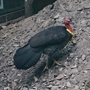 Australian brushturkey (Alectura lathami)