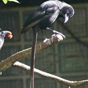 Piapiac (Ptilostomus afer)