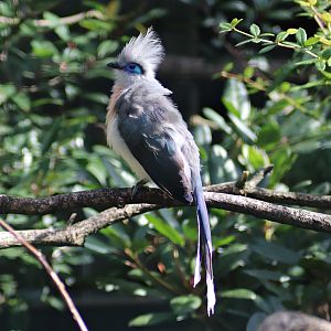 Crested coua (Coua cristata)