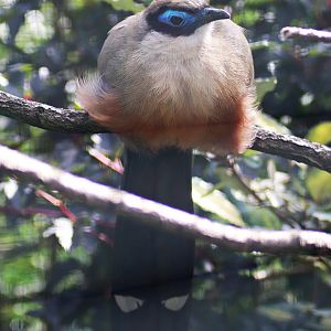 Giant coua (Coua gigas)