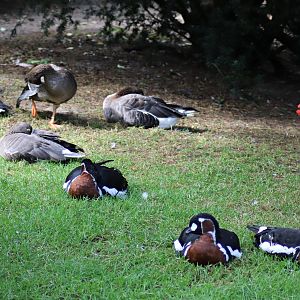 Lesser white-fronted geese and Red-breasted geese in the Freiflughalle