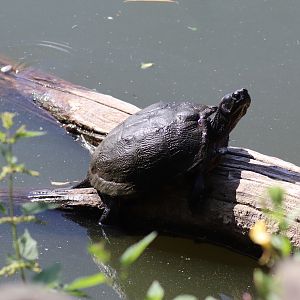 Turtle in the pond/lake Kranichsee