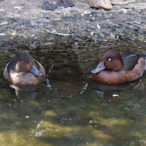 Ferruginous duck (Aythya nyroca) in the seabird aviary