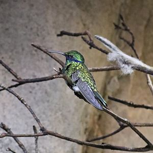 Sparkling violetear (Colibri coruscans)