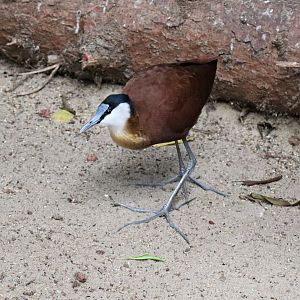 African jacana (Actophilornis africanus) free-ranging in the Jungle trail