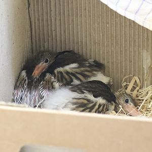Malagasy pond heron (Ardeola idae)