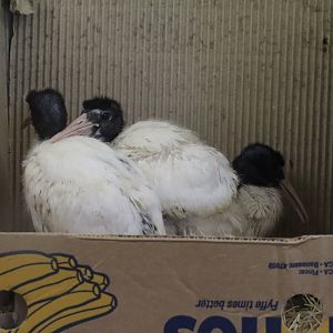 Malagasy sacred ibis (Threskiornis bernieri) ??