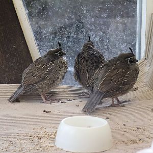 Californian quail (Callipepla californica)