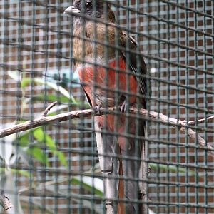 (New species) Collared Trogon (Trogon collaris) in Pukara