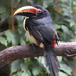 Green aracari (Pteroglossus viridis) in Pukara