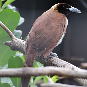 Lesser bird-of-paradise (Paradisaea minor)