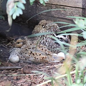 Mexican speckled bobwhite (Colinus virginianus f. domestica) in Uhu-Burg
