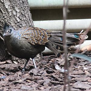 Malayan peacock-pheasant (Polyplectron malacense) in Paradieshalle