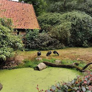 Horned screamer enclosure