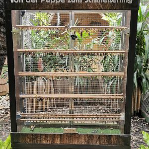 The new "butterfly corner" in Pukara