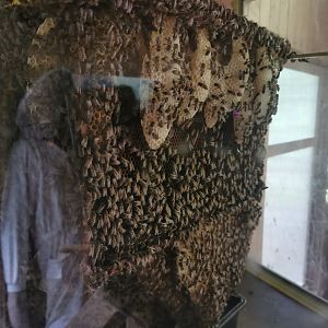 Inside the new Bienenhause - Beehouse
