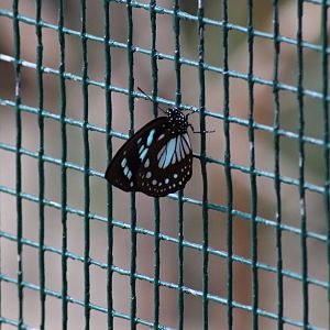 Escaped blue tiger butterfly (Tirumala hamata)