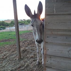 Good ol' Palmira -Sendaviva (2020)