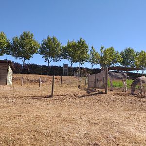 Domestic donkey paddock -Sendaviva (2020)