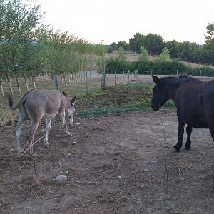 Domestic donkey paddock -Sendaviva (2020)