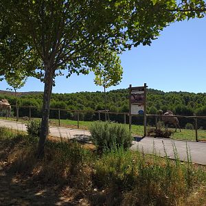 South-european water buffalo, Dromedary camel and Scottish highland cattle paddock  -Sendaviva (2020)