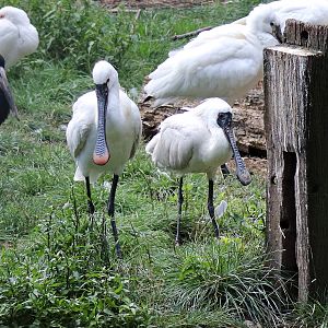 Black-faced spoonbill  with Eurasian spoonbill