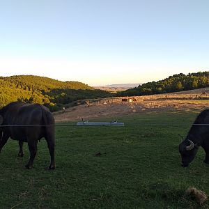 South-european water buffalo, Dromedary camel and Scottish highland cattle paddock  -Sendaviva (2020)
