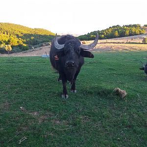 South-european water buffalo, Dromedary camel and Scottish highland cattle paddock  -Sendaviva (2020)