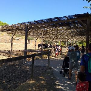 Domestic horse and Holstein Friesian cow paddock  -Sendaviva (2020)