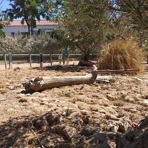 Banded mongoose exhibit  -Sendaviva (2020)