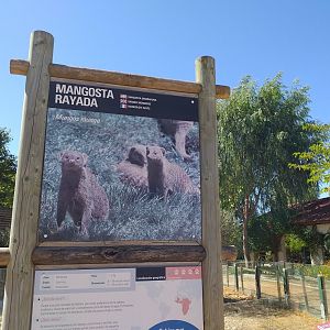 Banded mongoose exhibit  -Sendaviva (2020)