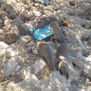 Banded mongoose exhibit  -Sendaviva (2020)