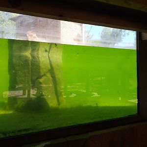 European otter underwater viewing -Sendaviva (2020)