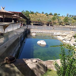 European otter exhibit -Sendaviva (2020)