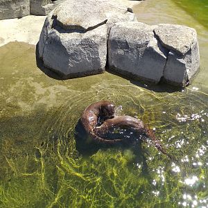 European otter -Sendaviva (2020)