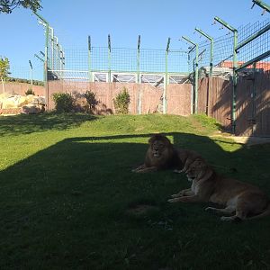 Lion exhibit -Sendaviva (2020)