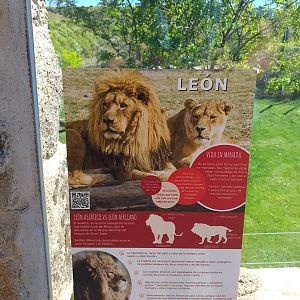 Lion sign -Sendaviva (2020)