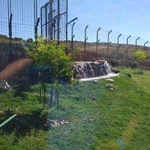 Tiger exhibit -Sendaviva (2020)