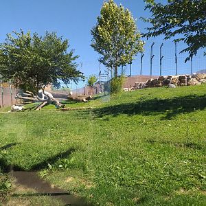 Tiger exhibit -Sendaviva (2020)