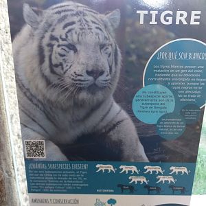 Tiger sign -Sendaviva (2020)