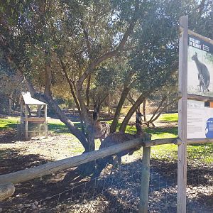 Bennett's wallaby and Common emu exhibit -Sendaviva (2020)