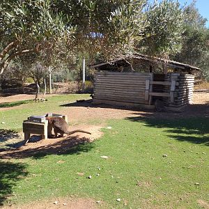 Bennett's wallaby and Common emu exhibit -Sendaviva (2020)
