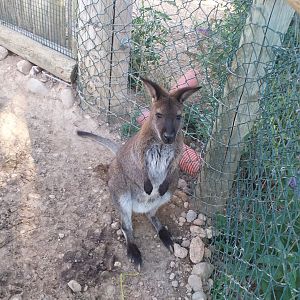 Bennett's wallaby -Sendaviva (2020)