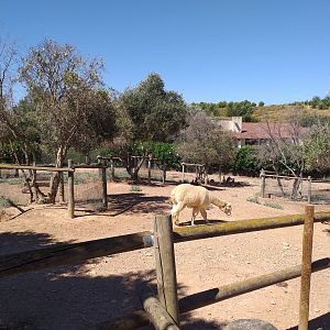 Alpaca, Patagonian mara and Greater rhea exhibit -Sendaviva (2020)