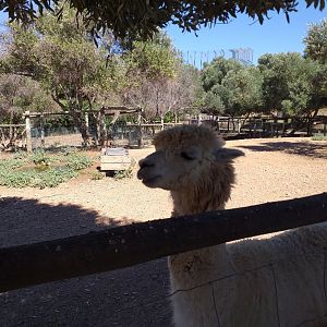 Alpaca, Patagonian mara and Greater rhea exhibit -Sendaviva (2020)