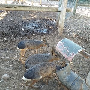 Patagonian mara -Sendaviva (2020)