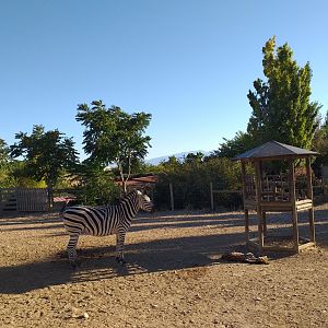 Chapman's zebra, Kafue flats lechwe and Common ostrich exhibit -Sendaviva (2020)